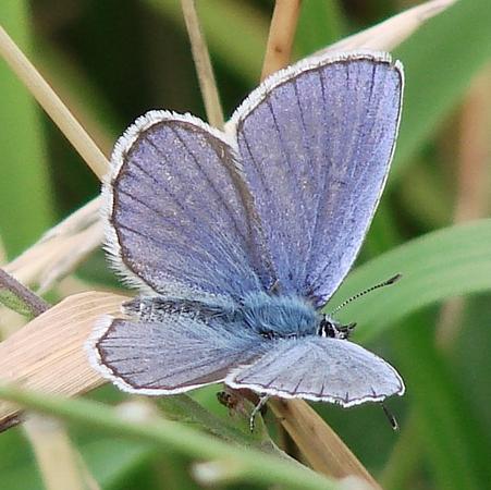 Plebejus (argyrognomon-idas)